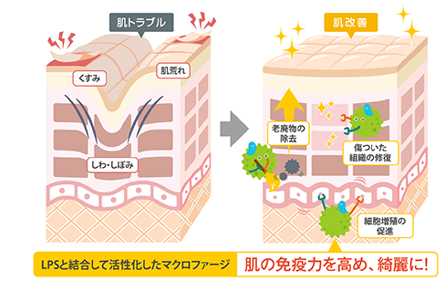 LPSと結合して活性化したマクロファージによる肌改善