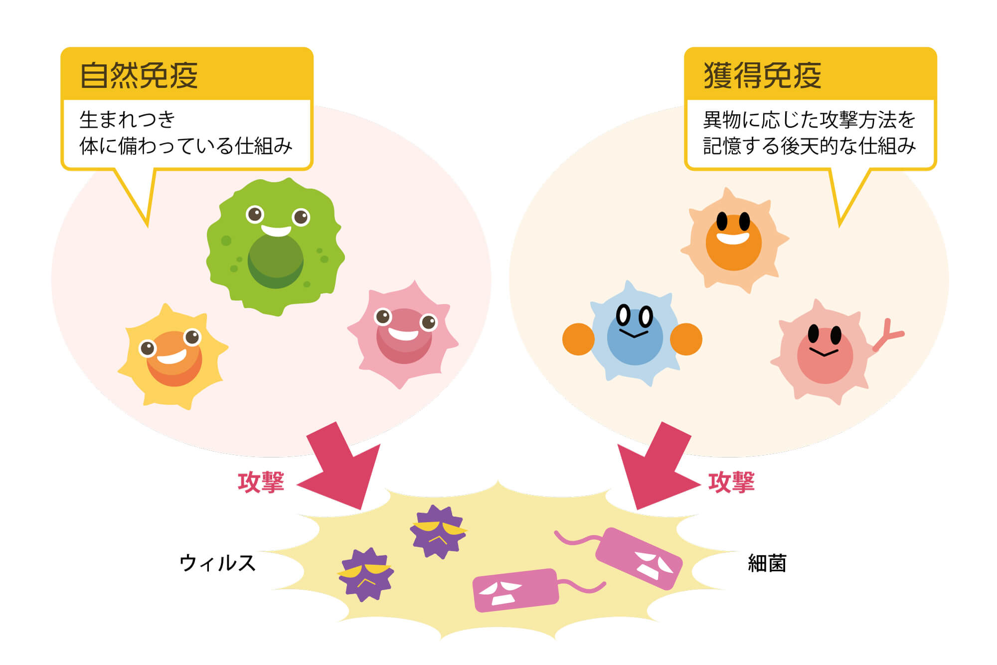 自然免疫と獲得免疫