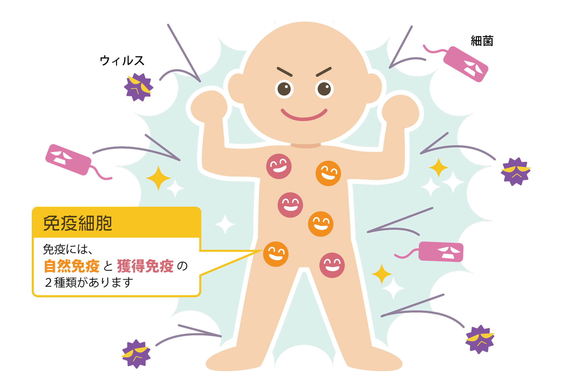 自然免疫と獲得免疫についての図