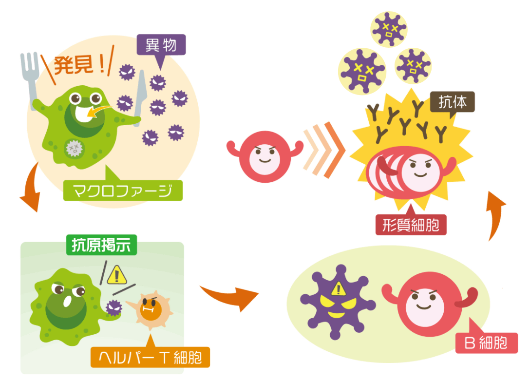 液性免疫であるB細胞