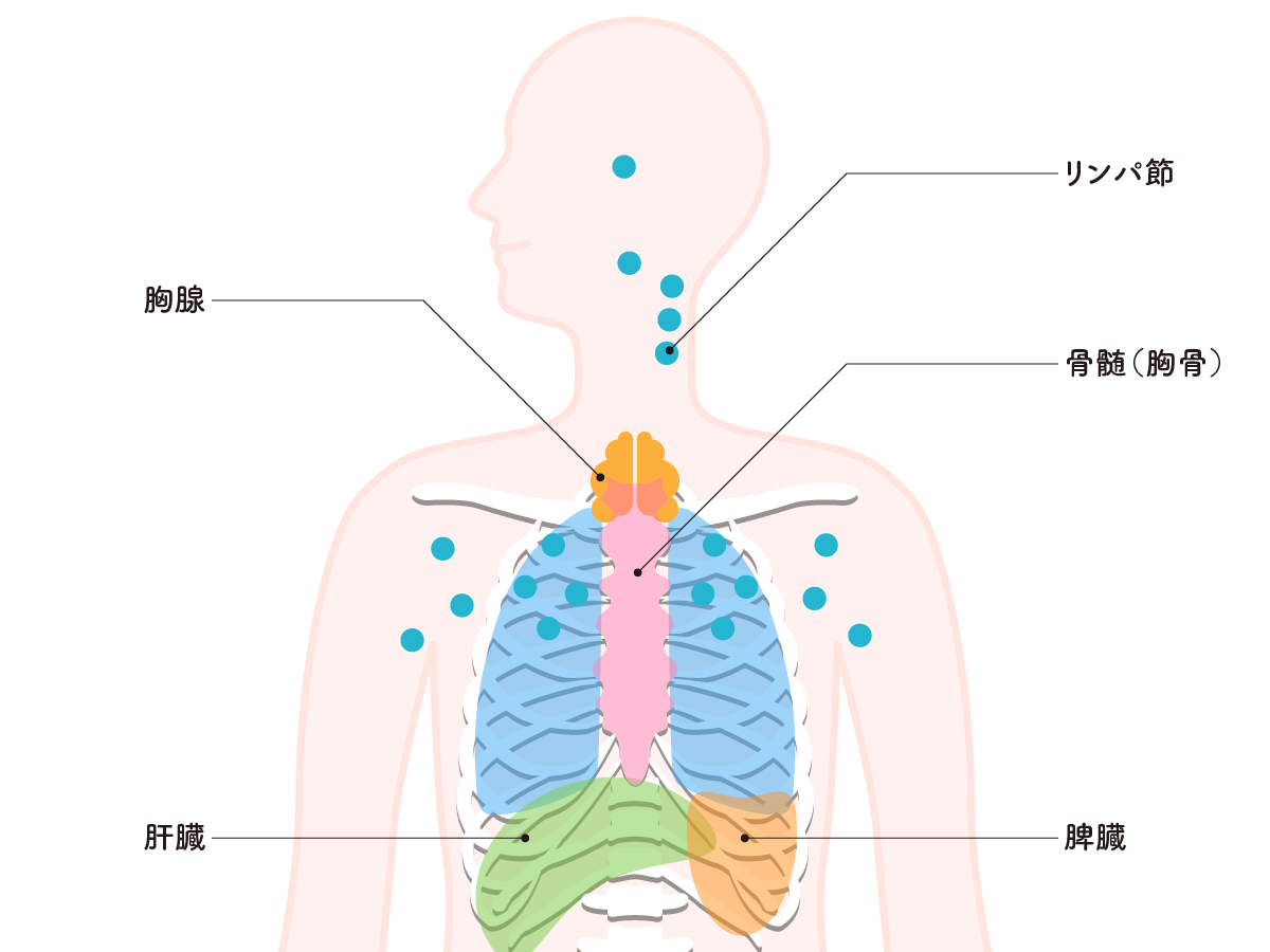 免疫細胞が作られる臓器