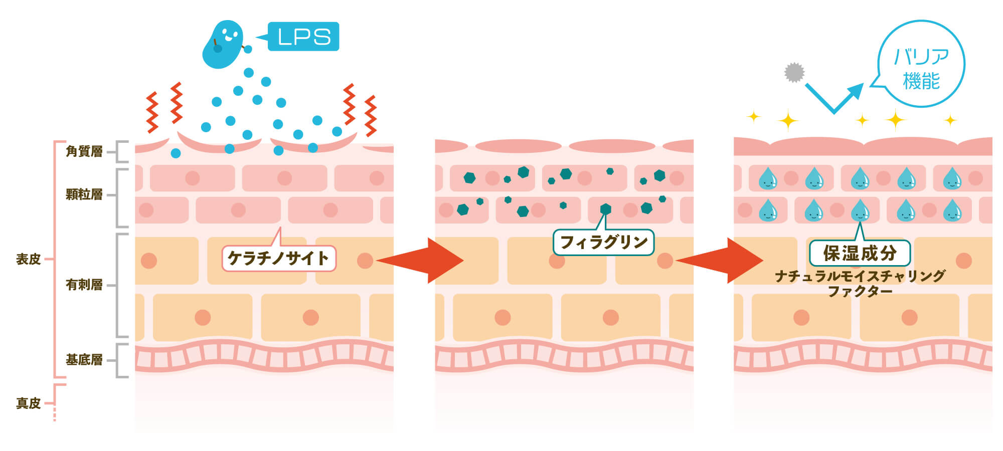 LPSによるバリア機能・保湿力アップ