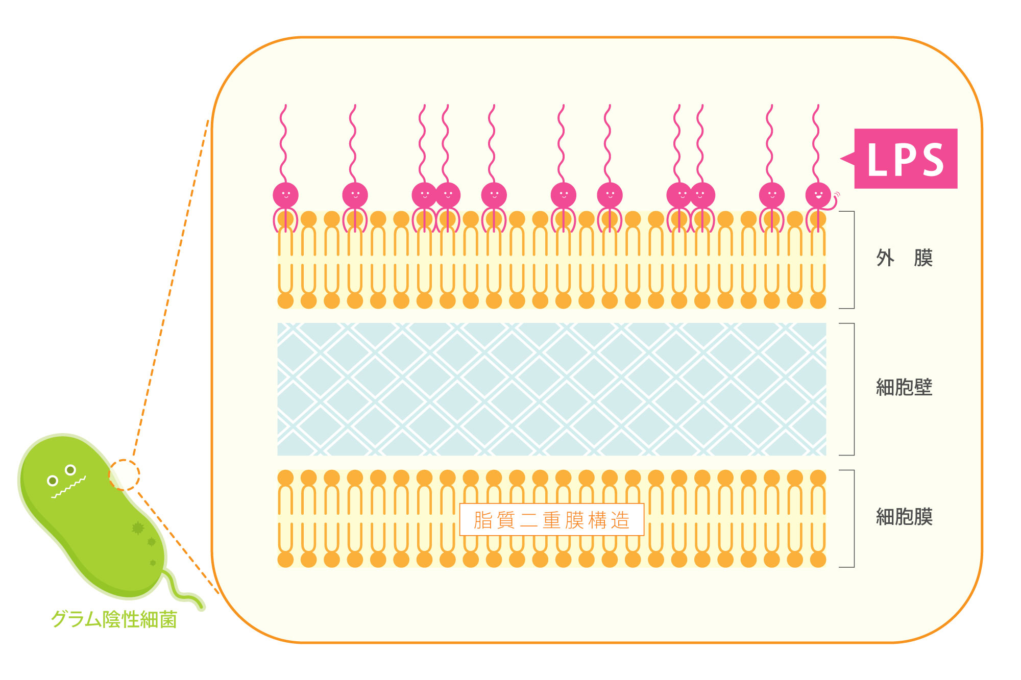 グラム陰性細菌、LPS、細胞膜、外膜、脂質