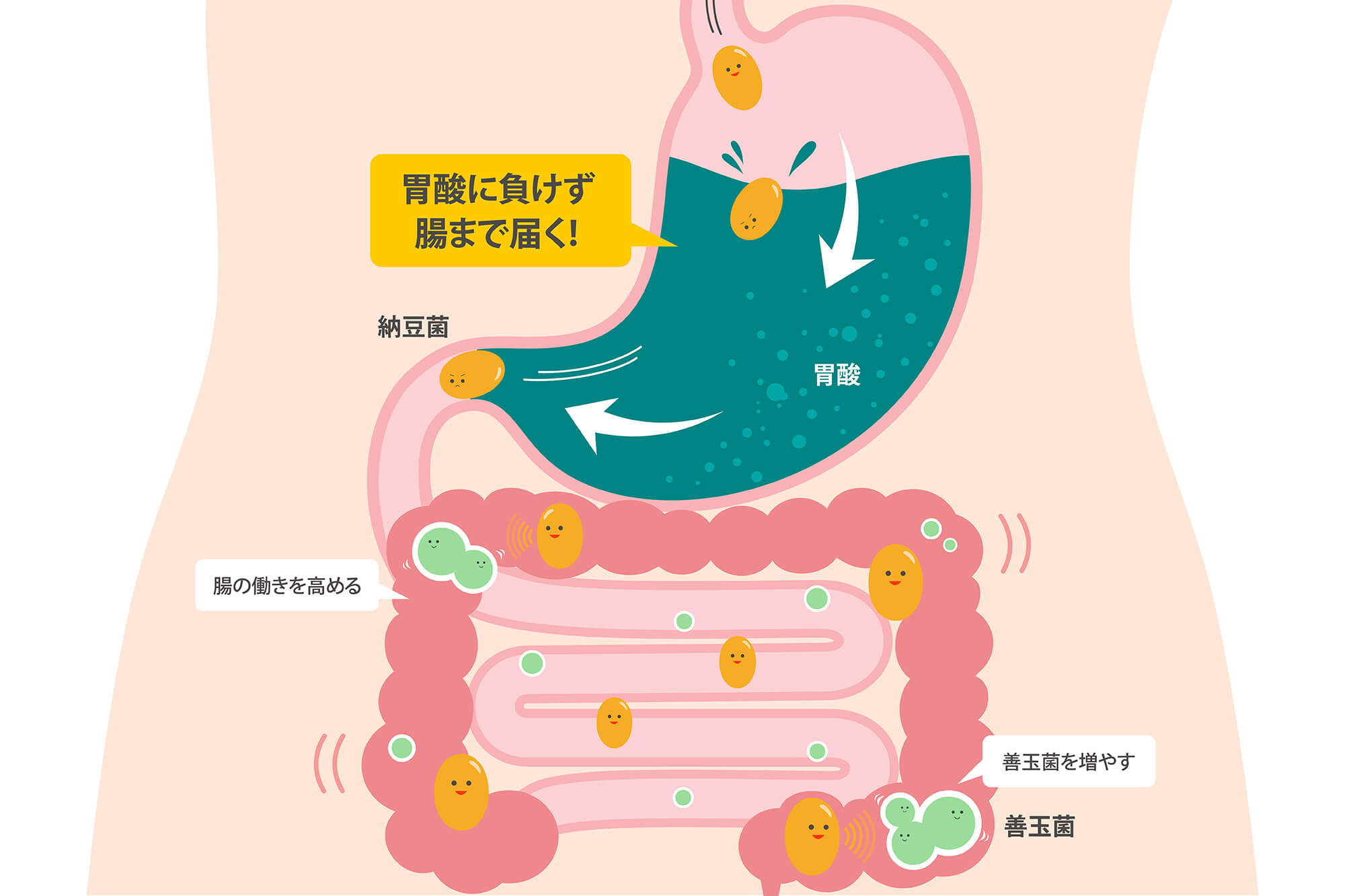 納豆菌の腸内環境を整える働き