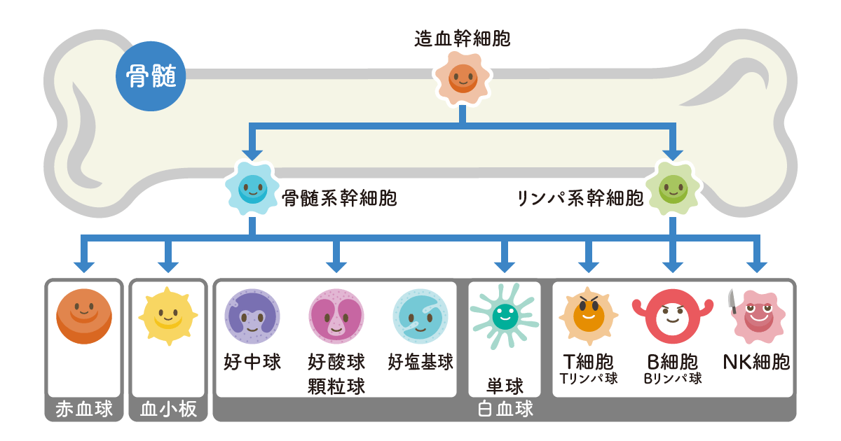 免疫機能におけるリンパ球の種類・働き