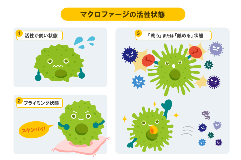 マクロファージの活性状態