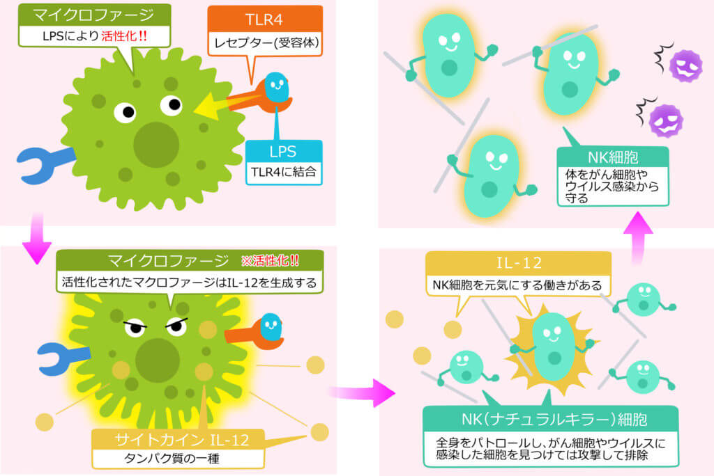 NK細胞の活性化