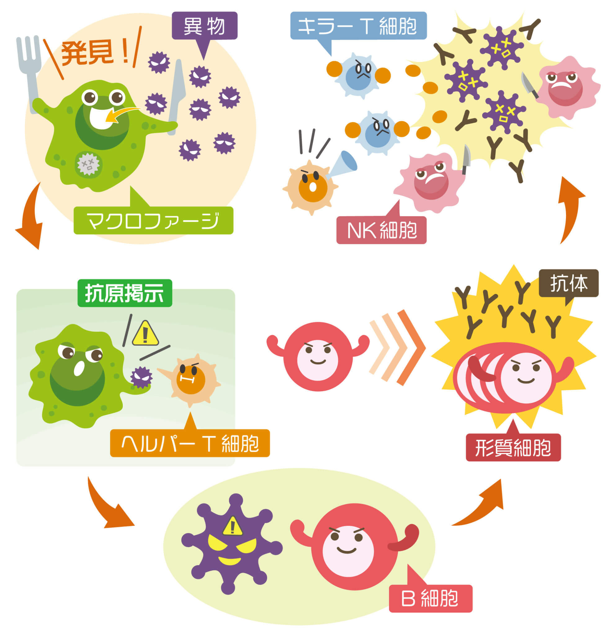 NK細胞と他免疫細胞の働き