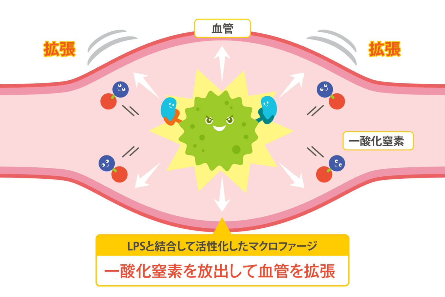 血管拡張